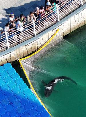 South Korean officials struggle to free a shark trapped in Busan canal