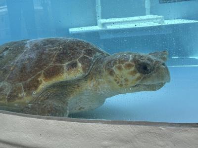 Massive loggerhead sea turtle full of eggs returns to ocean after treatment in Florida