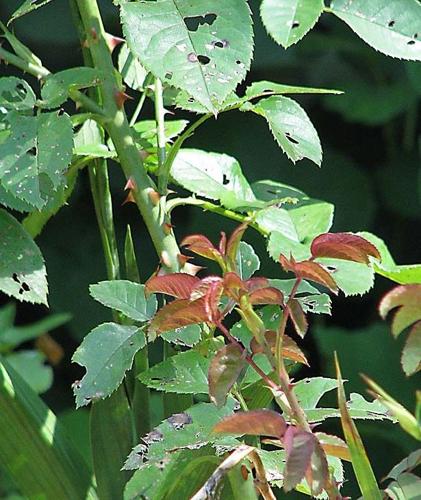 Protect roses from pests and disease