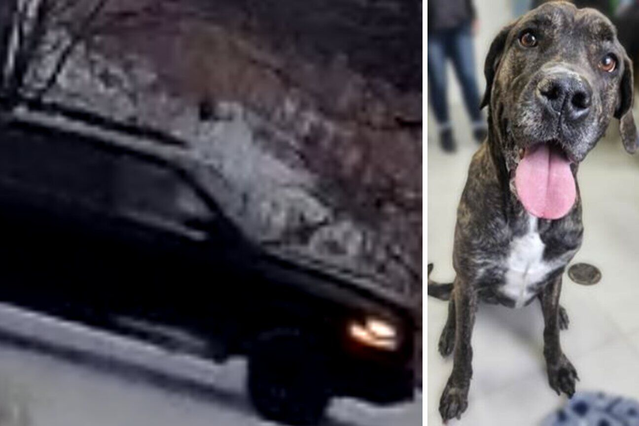 Video shows dog abandoned in Georgina and tied to a pole