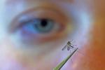 CDC urges people to prevent mosquito bites as West Nile virus season hits a strong, early start