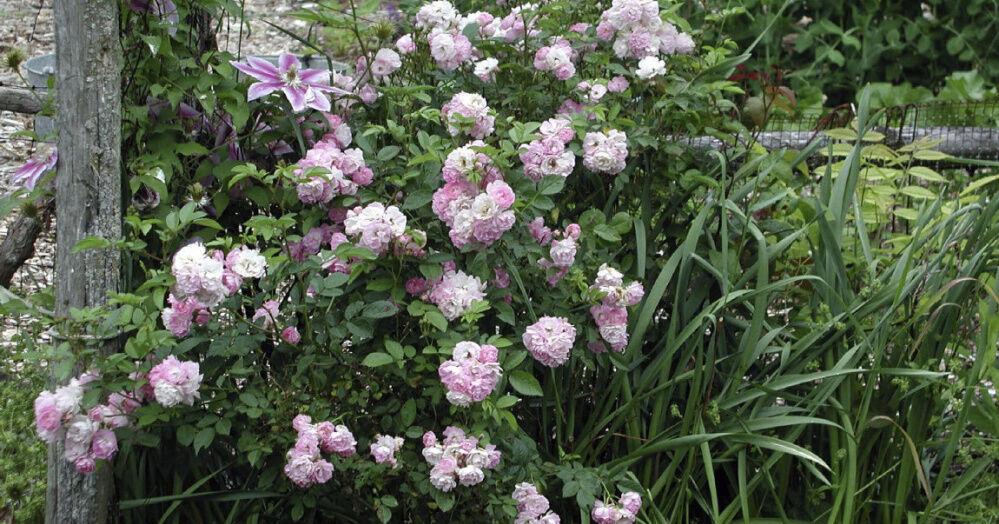 White Polyantha Roses Hardy and long-lasting, Polyantha is a rose unlike any other