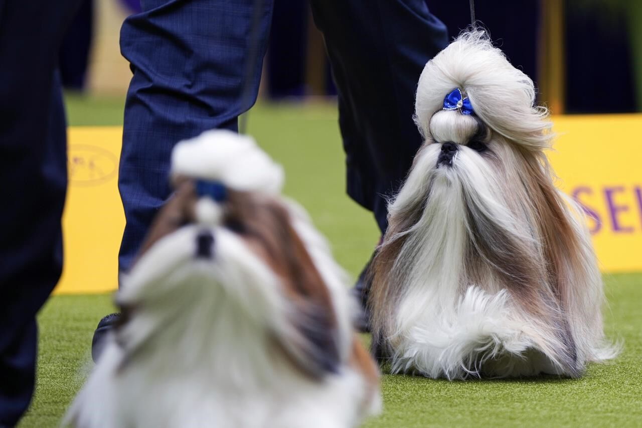 173 Budi Basa Dog Waxon　座高 29センチ 173 Budi Basa Dog Waxon 座高 29センチ