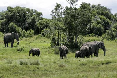 Elephant kills 2 female tourists from the UK and New Zealand in Zambian national park