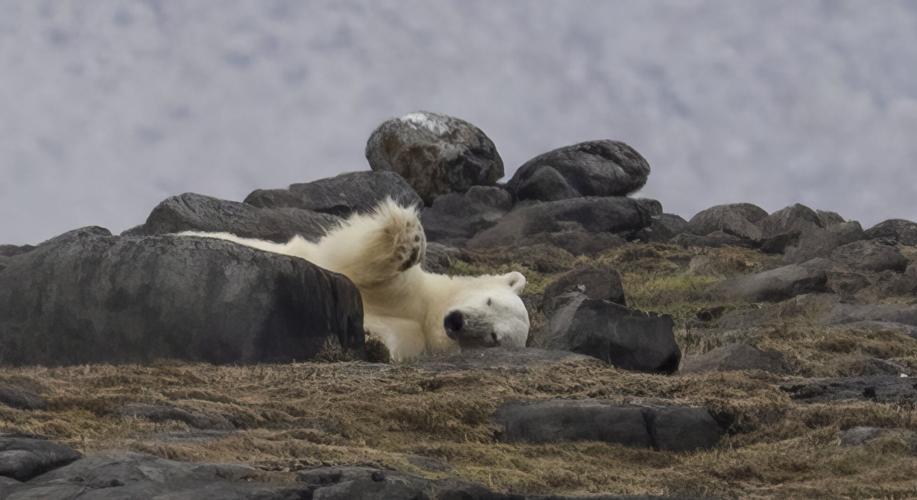 Polar Bear, Svalbard CREDIT Swan Hellenic.JPG