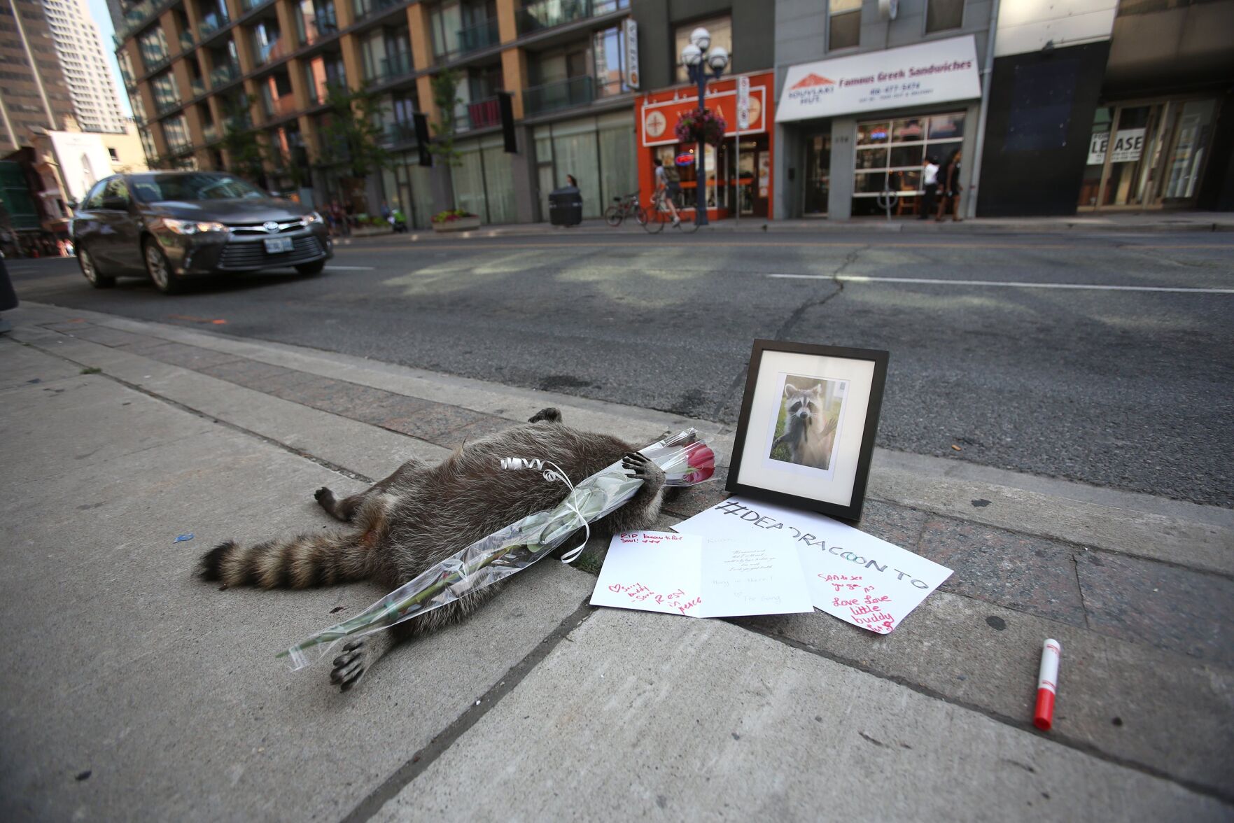 Timothy Raccon Why Conrad the raccoon still can’t rest in peace