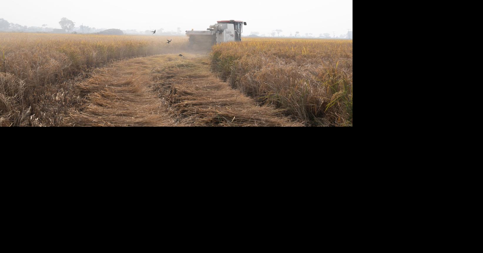 It was once for royalty. Now it’s in your pantry. How this staple tells the story of how the world feeds itself