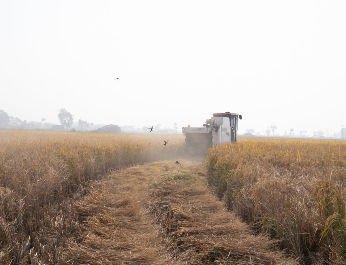 Basmati rice under pressure from climate change and politics