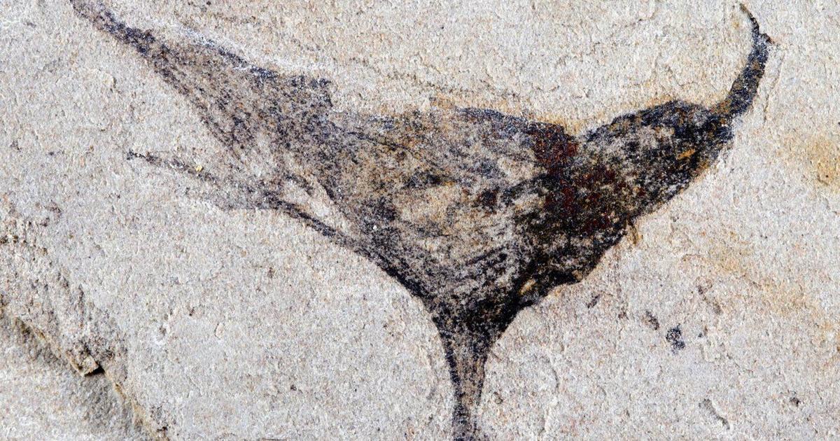 How we came to be: Scientists get first look at the evolution of early ...