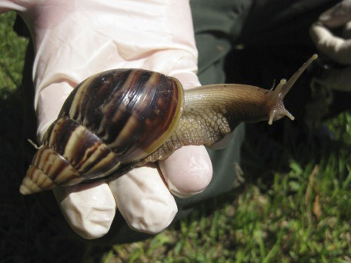 Florida battles giant stucco eating snails