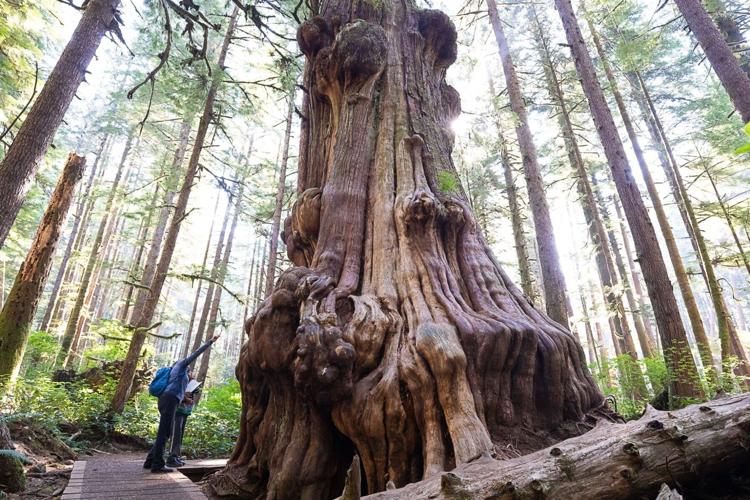 Trees, Avatar Grove CREDIT TJ Watt Ancient Forest Alliance.jpg