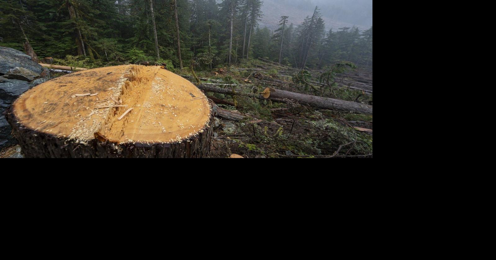 B.C. extends deferral of logging in Fairy Creek amid reports of tree ...