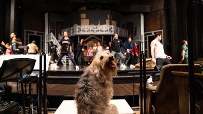 annie-dogs-main