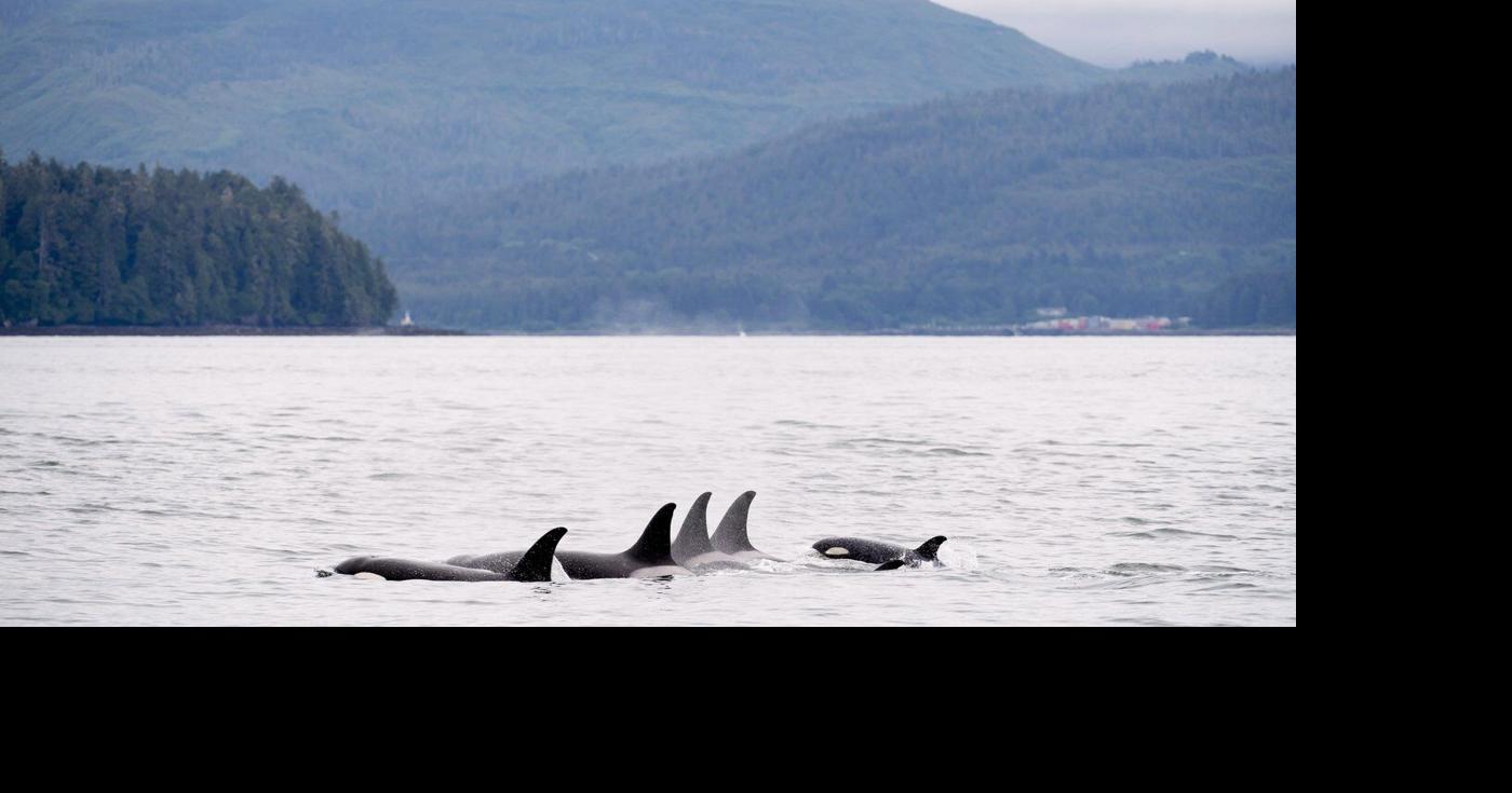Climate groups launch ad blitz, warn of threat to whales from major projects push