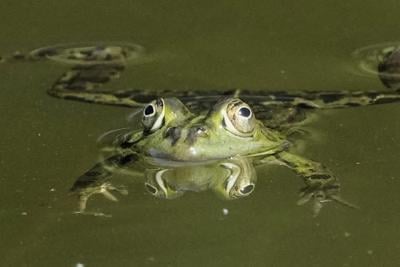PHOTO COLLECTION: Animals Around the World