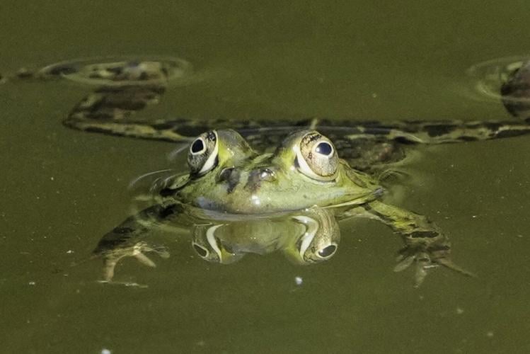 PHOTO COLLECTION: Animals Around the World