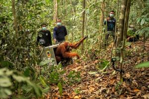 Indonesia relocates 8 orangutans into protected forest after rescue from wildfires