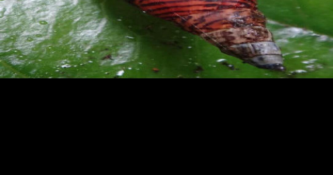 Hawaiian snails studied for clues to disappearing species