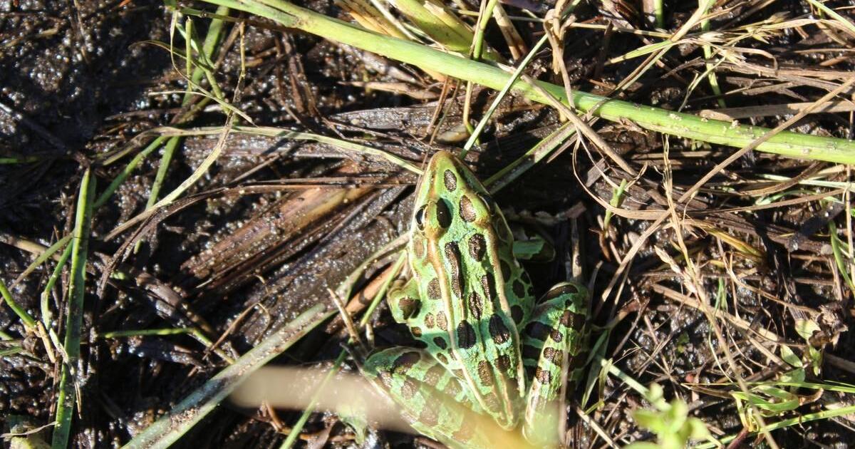 Spread of invasive species in Canada costs billions, changes environment
