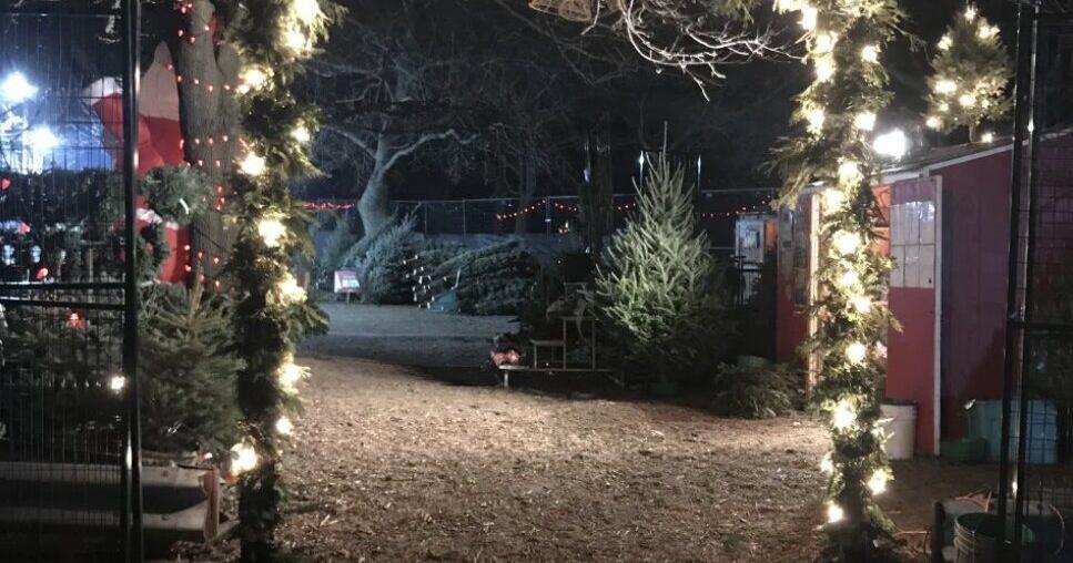 Looking to buy a Christmas tree in Toronto? Here are five places to get one that give back to local causes