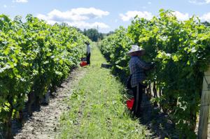 Temporary foreign worker numbers in Canada drop