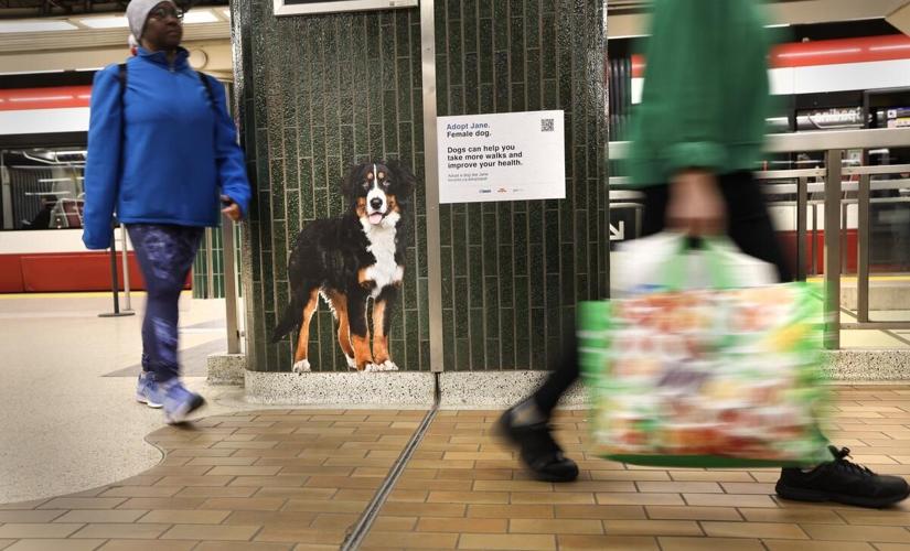Adorable pet display at Spadina station to encourage adoption