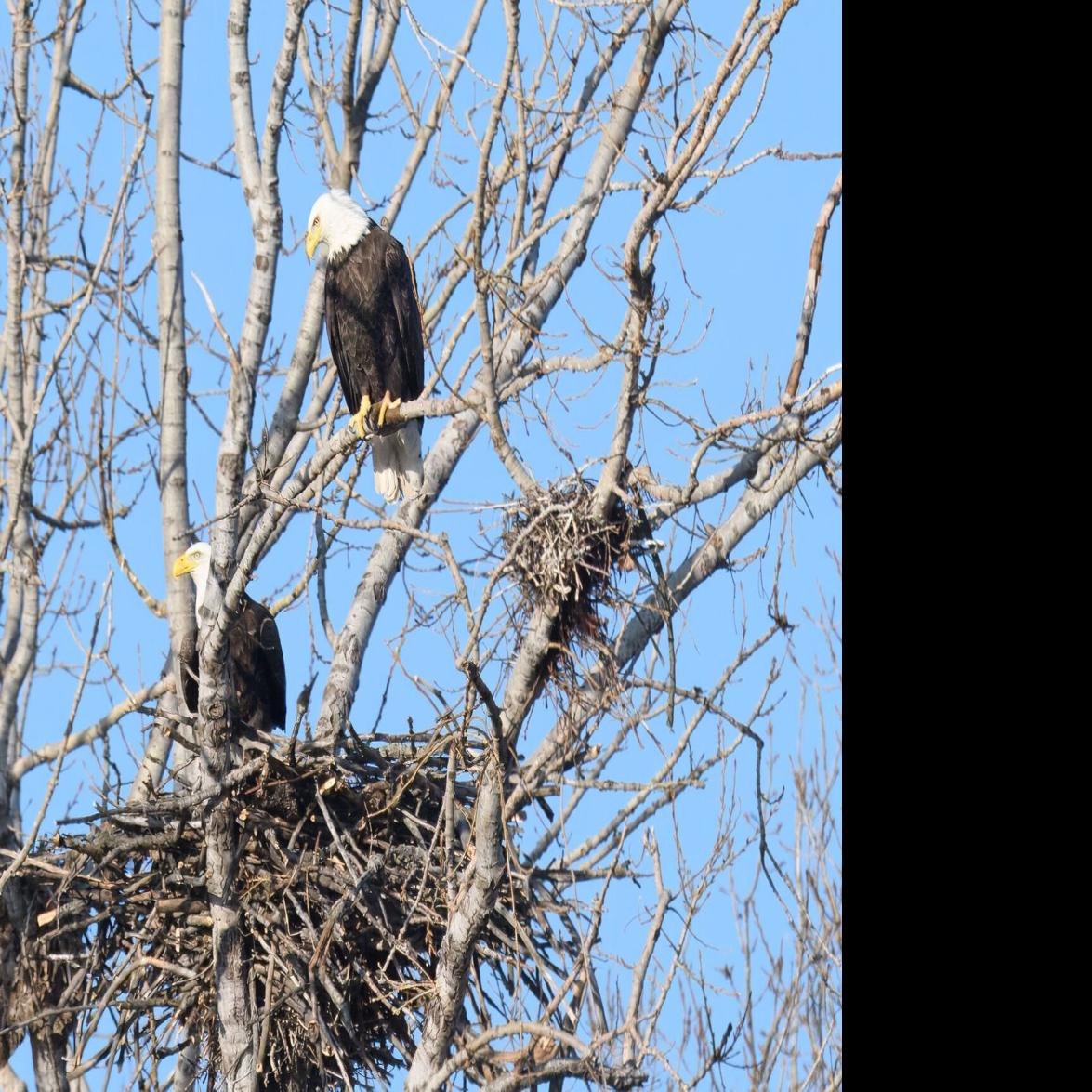 Why bald eagles are nesting in Toronto for the first time