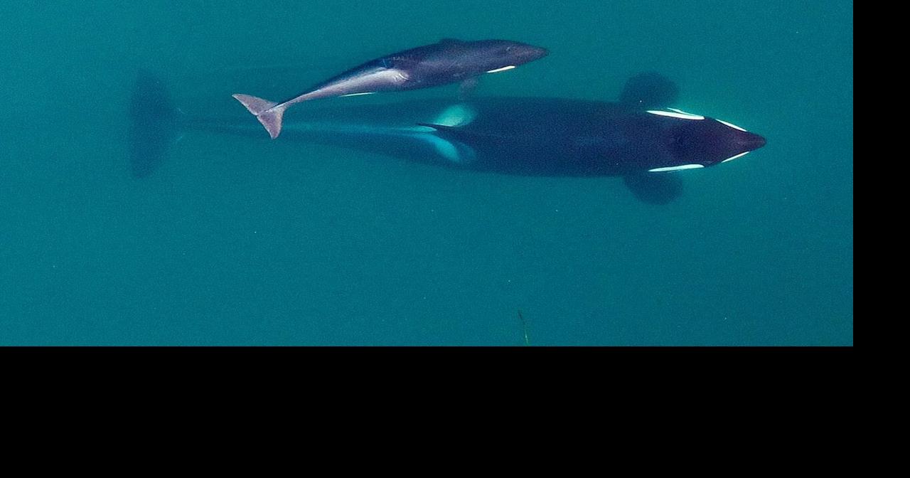 The big problem for endangered orcas? Inbreeding