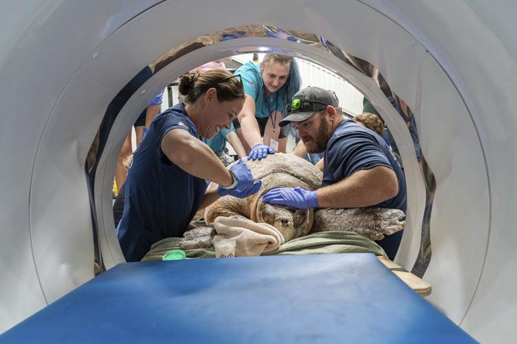 A 302-pound loggerhead sea turtle hit by a boat gets an oversize CT scan, with a surprise