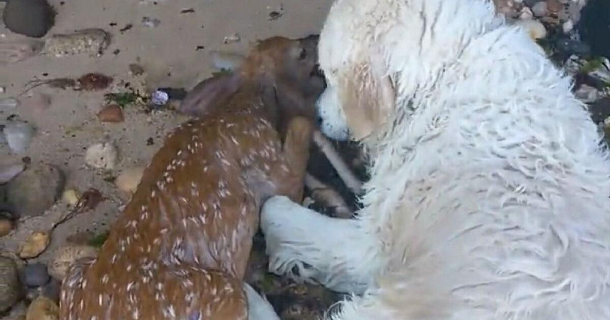 This golden retriever jumped into the water to save a baby deer from ...