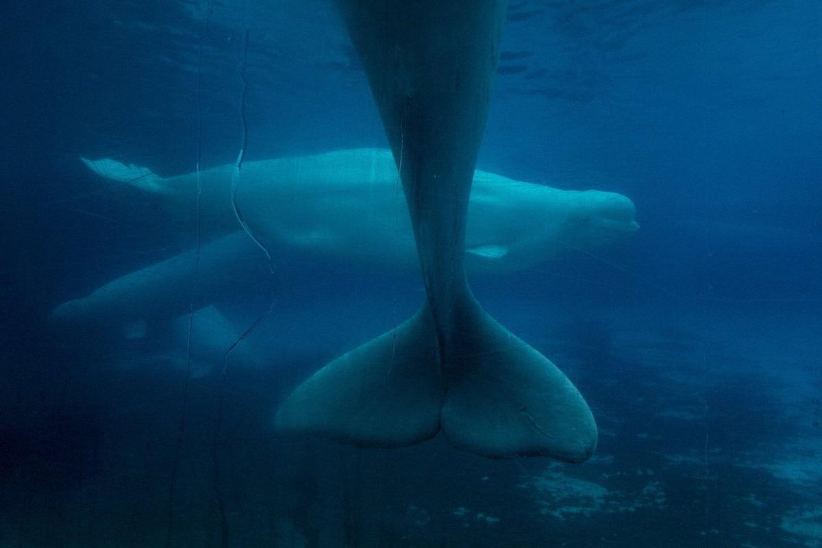 Marineland decries Ottawa decision to bar export of remaining beluga whales  to China