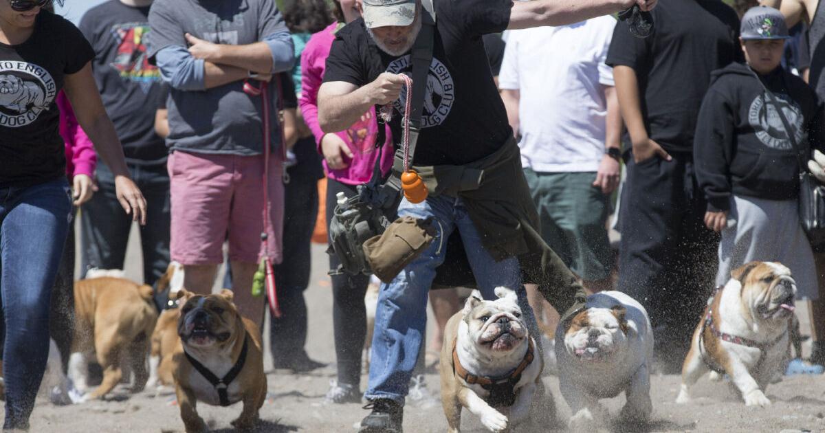 A fresh wrinkle: Bulldog racing comes to Toronto