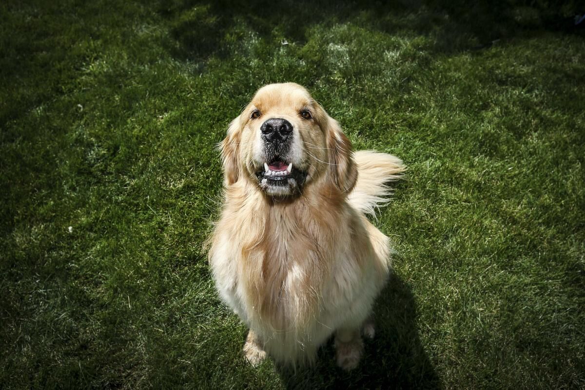 The life of Sterling Newton the virtual therapy golden retriever