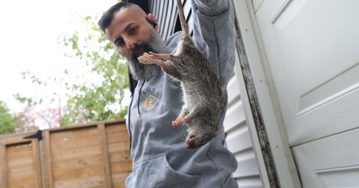 Rat Problem Toronto Solutions for the Toronto’s rat problem