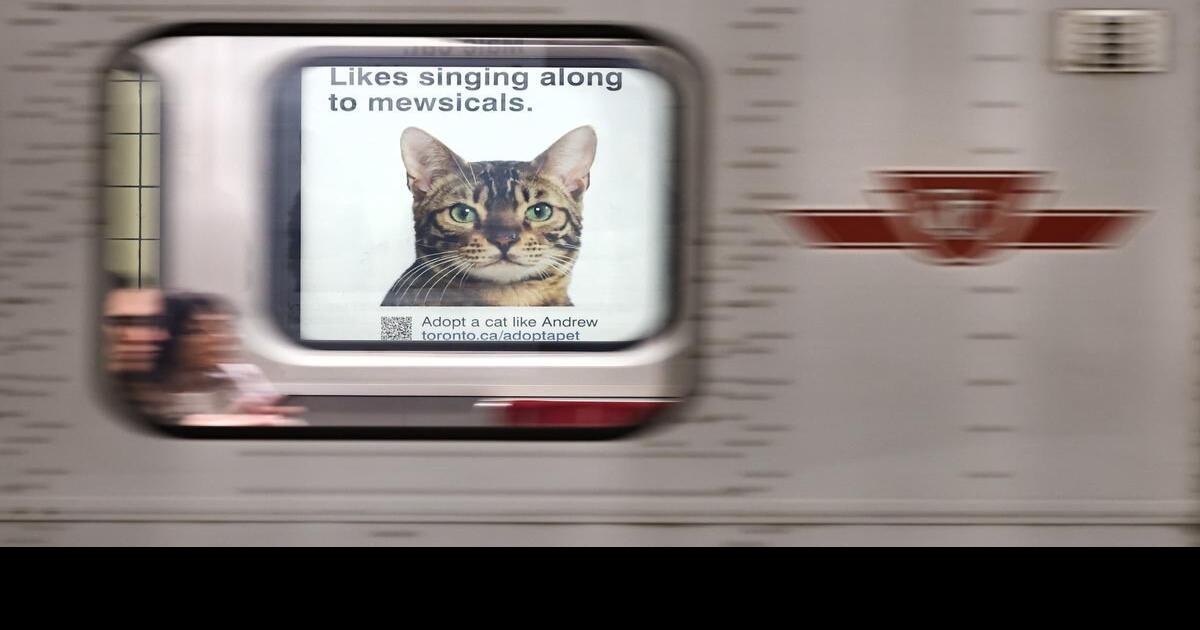 Adorable pet display at Spadina station to encourage adoption