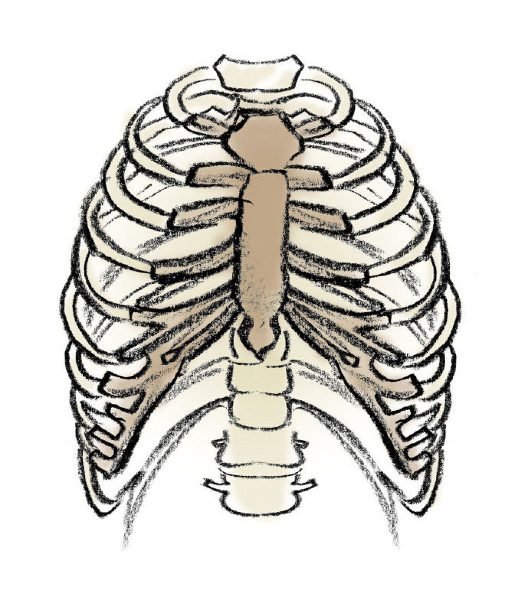 Rib cage: Fascinating facts about body parts