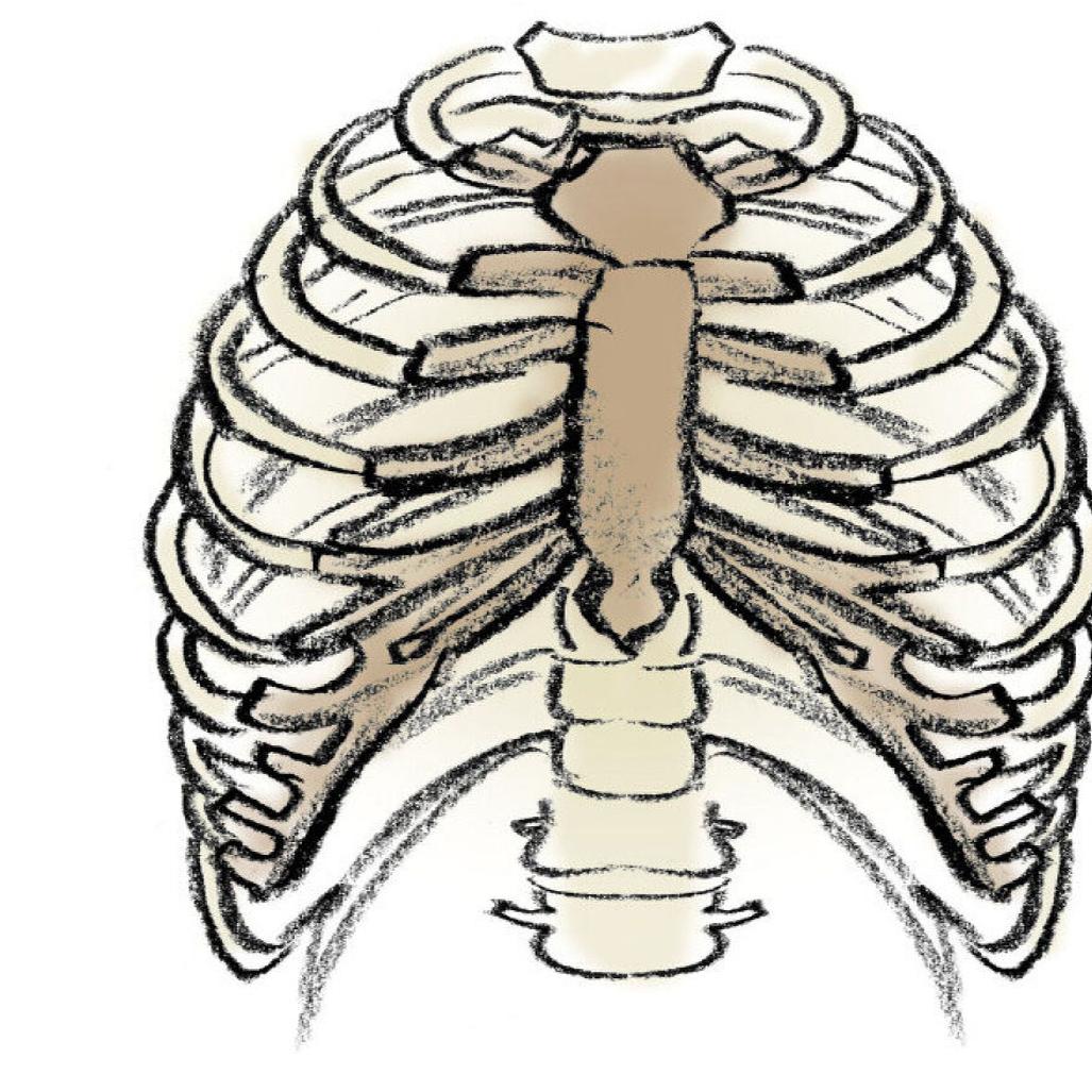 Rib cage: Fascinating facts about body parts