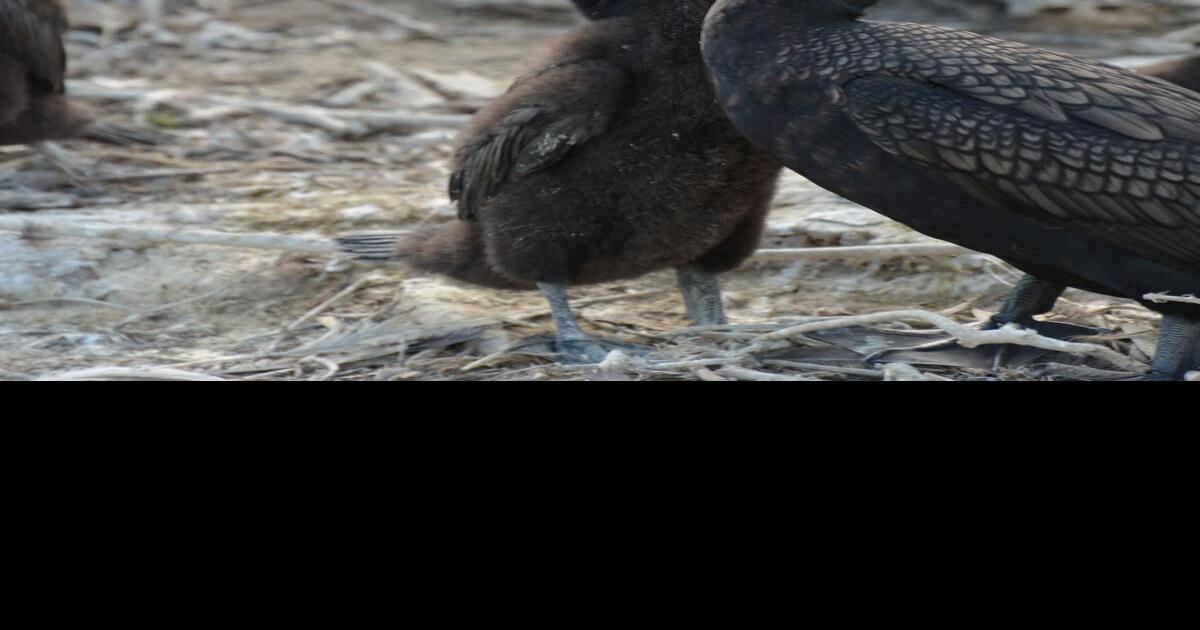 Queen’s Park proposes hunting season for cormorants