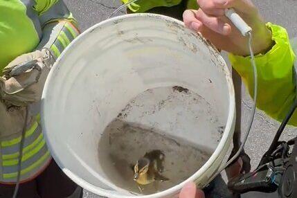 Barrie police rescue a duckling in distress and reunite it with its family