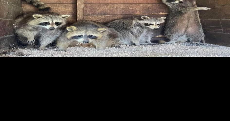 Ontario seizes 95 raccoons from rehab facility, organization says no ...