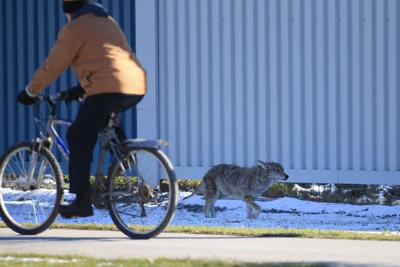 Coyote Keenan.JPG