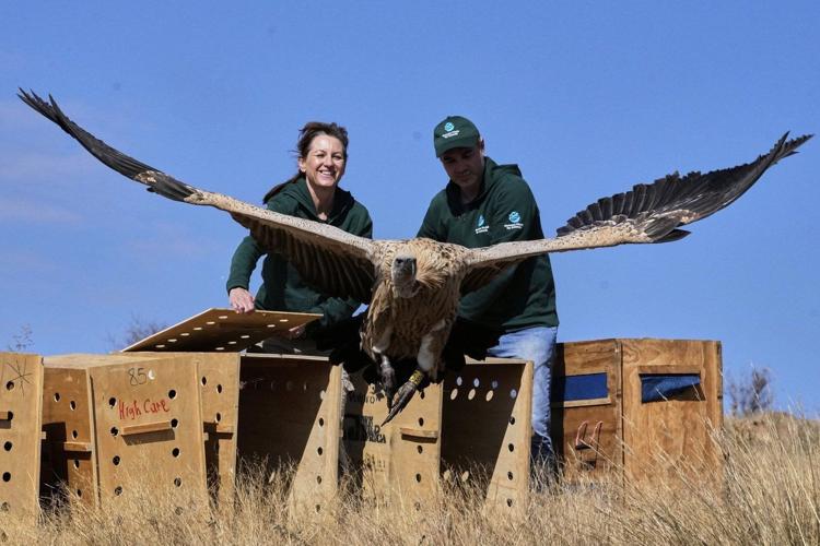 Conservationists release rehabilitated vultures back into the wild on South African mountain