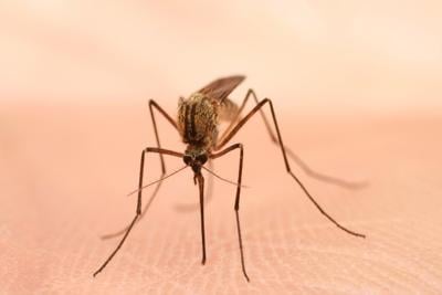 ci-west-nile-case-july31.JPG