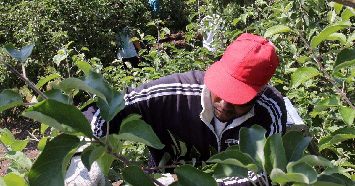 Escaping Abuse: Canada's Lifeline for Temporary Foreign Workers