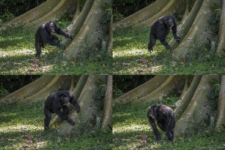 Chimpanzees drum with regular rhythm when they beat on tree trunks, a form of ancient communication