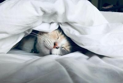 main sleep expert ideas