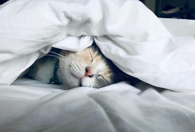 main sleep expert ideas