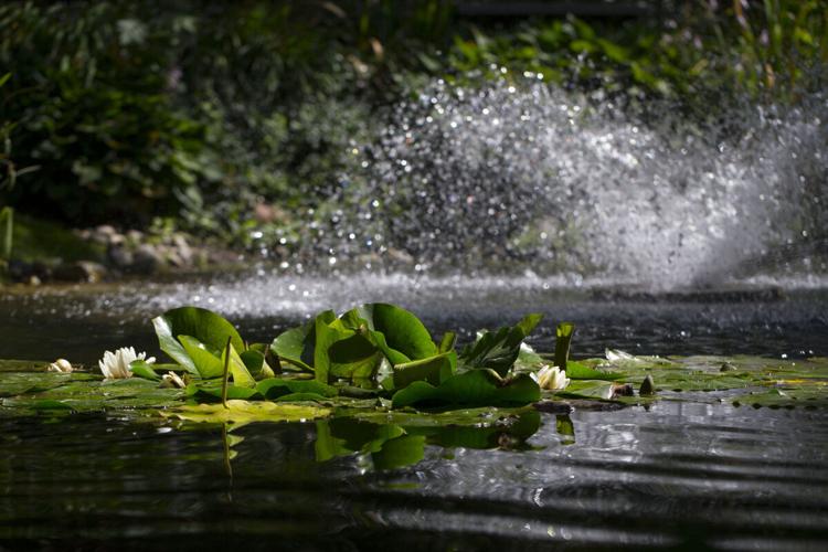 Toronto author unearths abandoned garden and finds her past