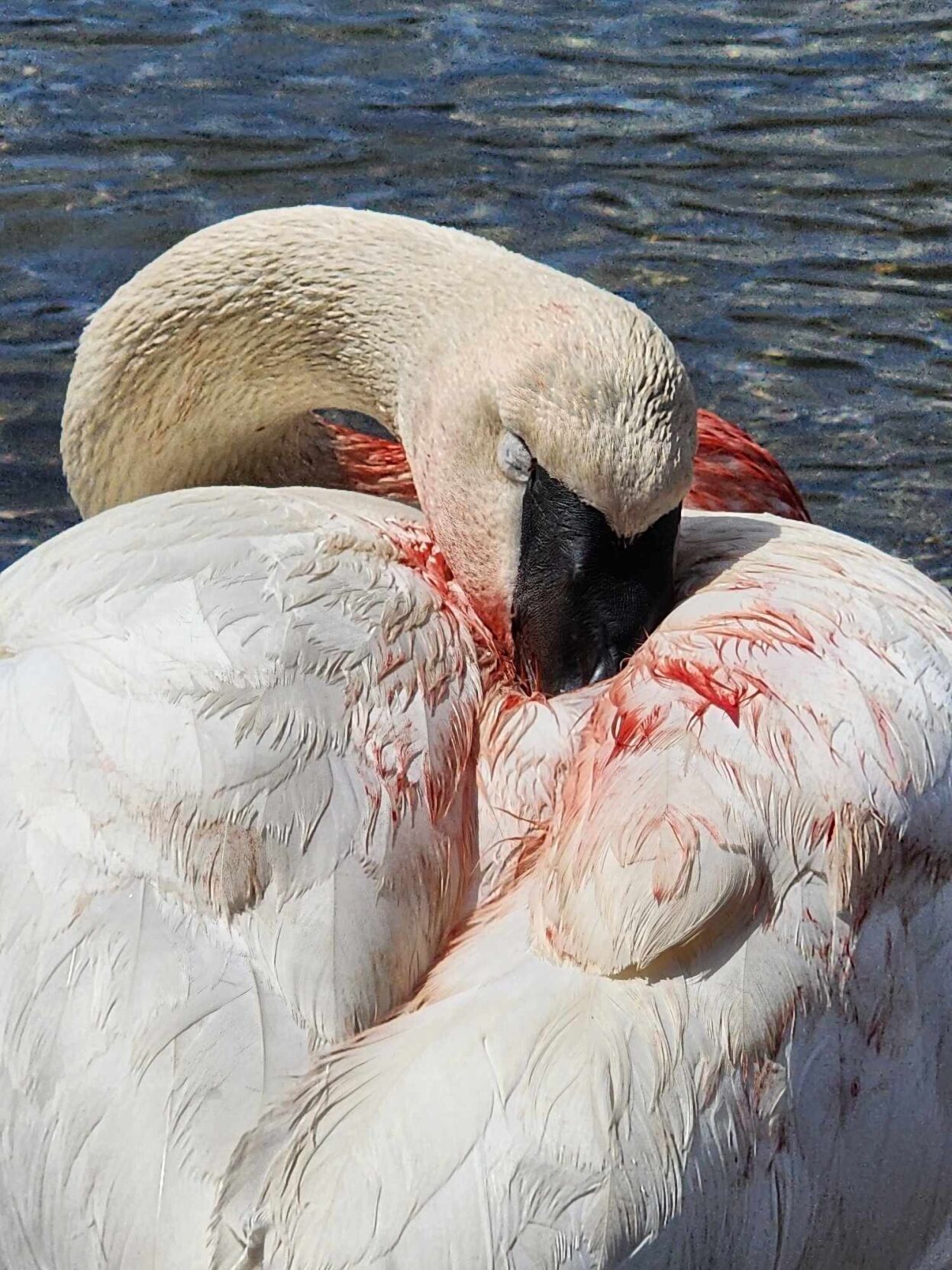 Watch: Mating swans reunited in rare dramatic video