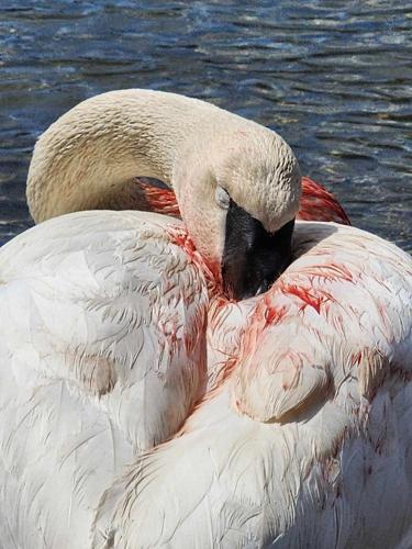 injured-swan.jpg